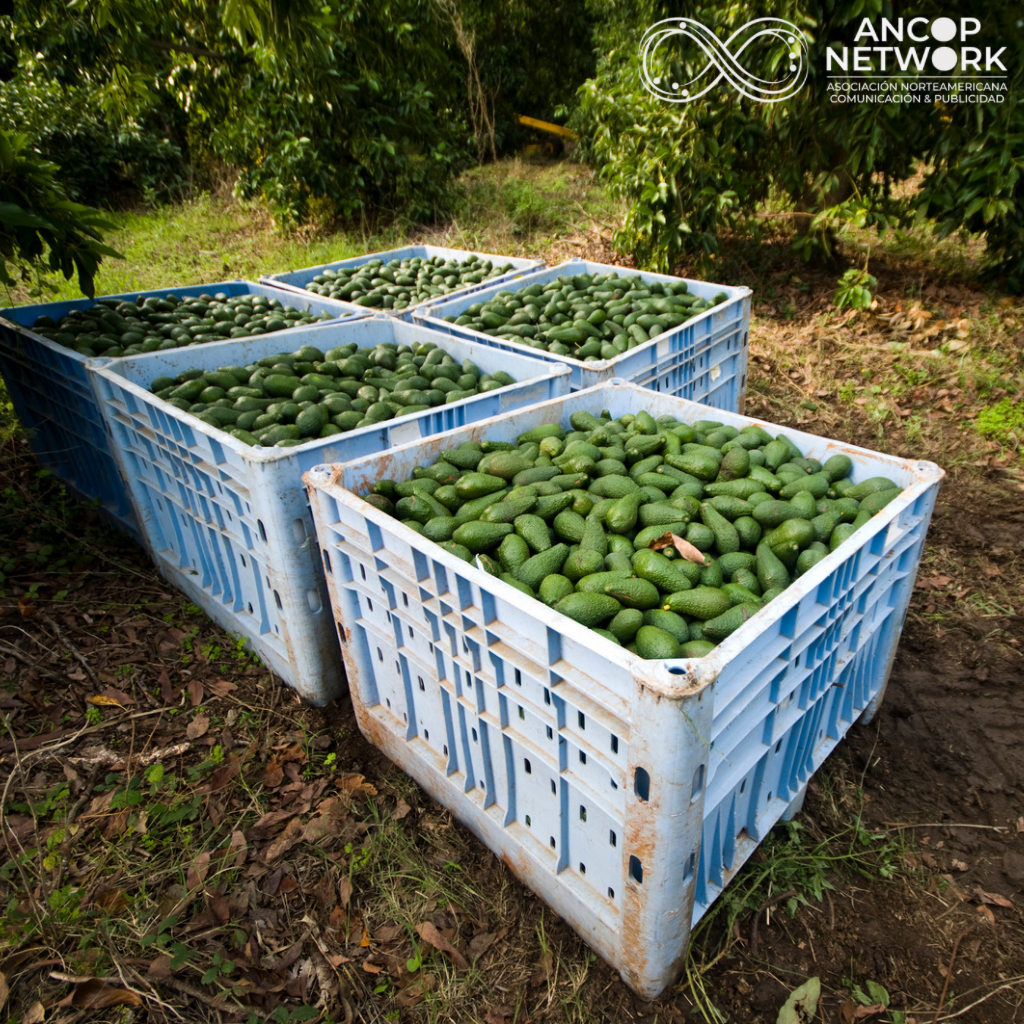 Exportacion de Aguacate