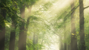 DÍA DEL CONSUMIDOR 2 1