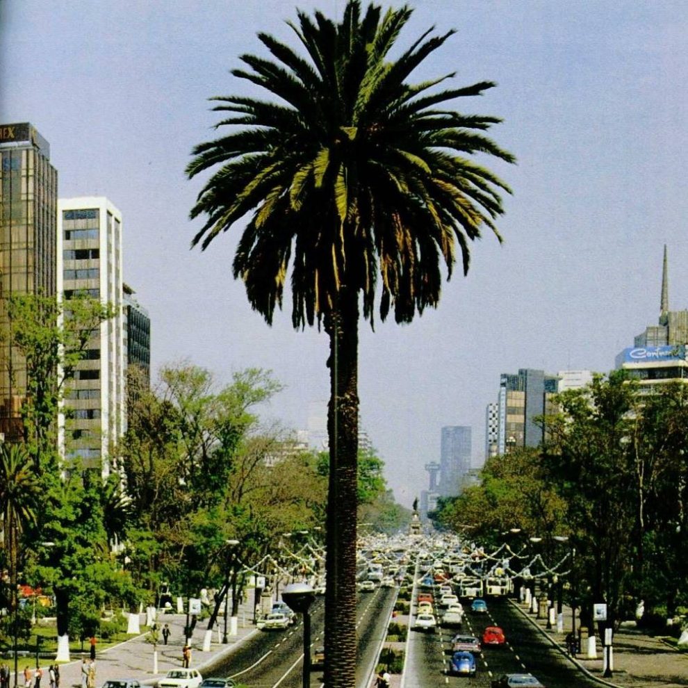 Retiran la palma de Reforma por una plaga 1 VHKN3UO2IZHV7K7BTAXTDC3CFU