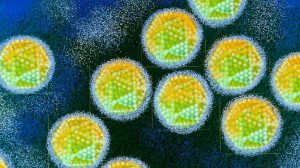 adenovirus