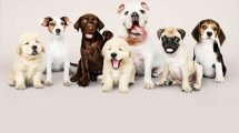 perros