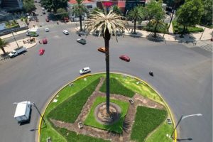 Donde y como votar por el nuevo arbol que sustituira a la palma de Reforma en CDMX 1024x665 1