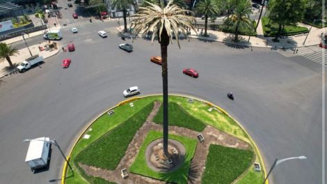 Donde y como votar por el nuevo arbol que sustituira a la palma de Reforma en CDMX 1024x665 1