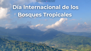 bosques tropicales 1