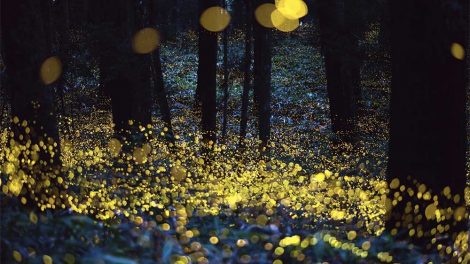 santuario de las luciernagas