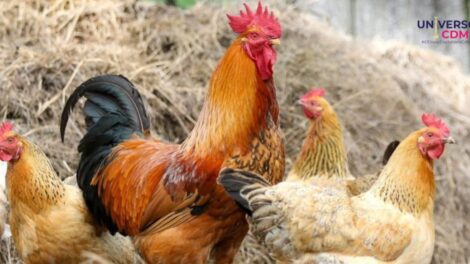 Influenza H5N2 ¿Cuáles son sus síntomas y cómo prevenirla?