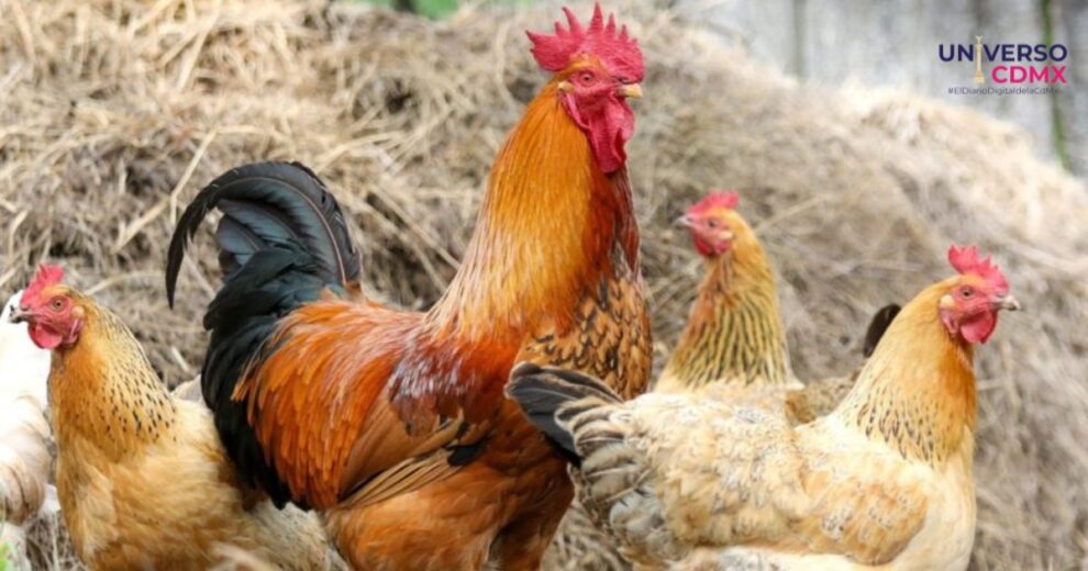 Influenza H5N2 ¿Cuáles son sus síntomas y cómo prevenirla? 7 Influenza H5N2 ¿Cuáles son sus síntomas y cómo prevenirla?