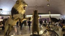 El Museo de Historia Natural y Cultura Ambiental: un epicentro de conocimiento en la Ciudad de México