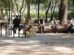 Cierran parque canino en Polanco: vecinos se quejaban de los ladridos
