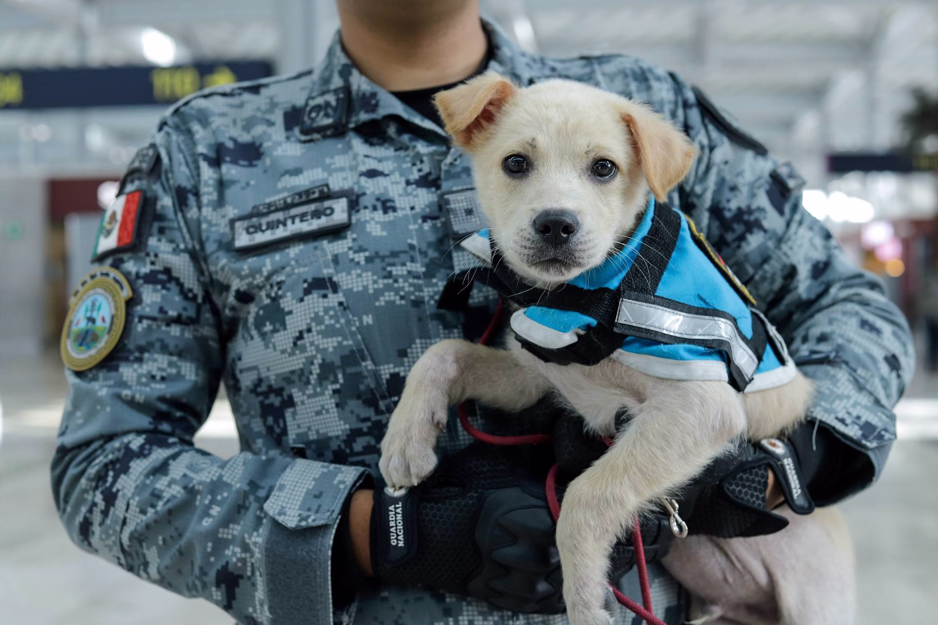 AIFA implementa perritos de apoyo emocional