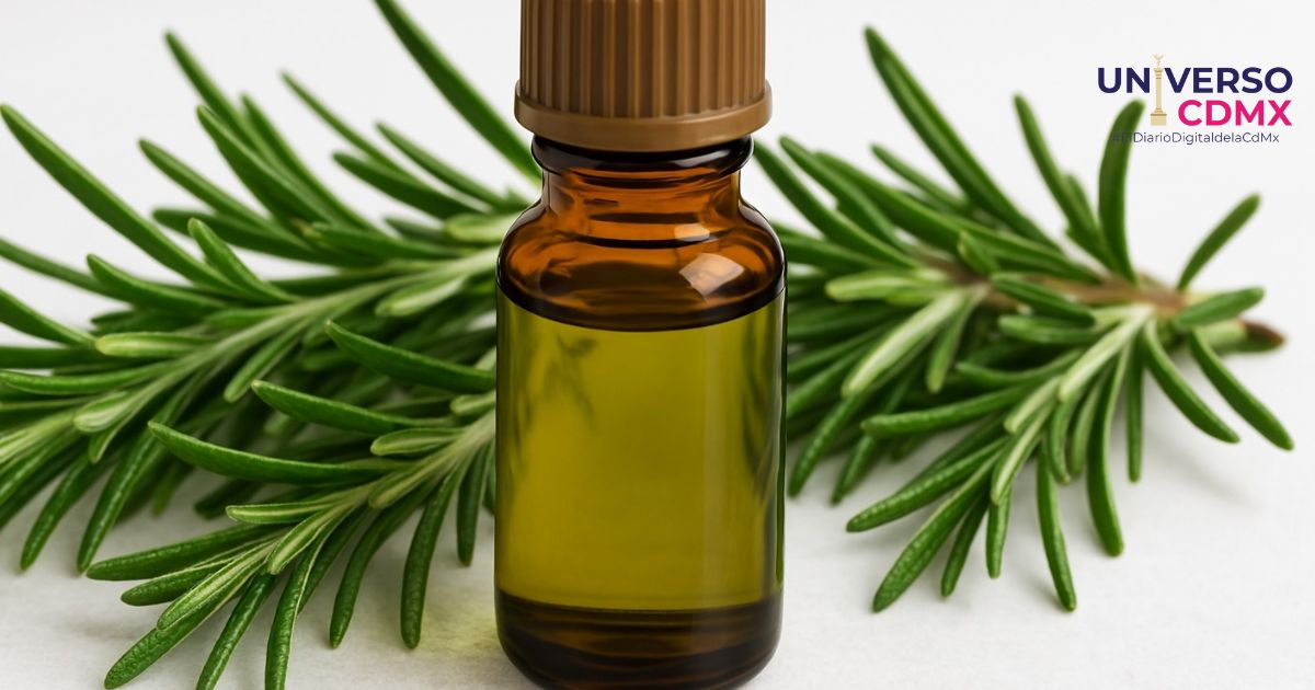 Aceite de romero El aliado natural para un cabello fuerte y saludable