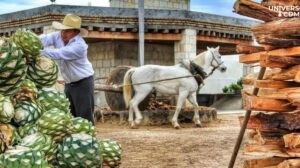 CDMX Casa Mezcal Oro de Oaxaca