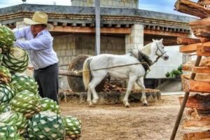 CDMX Casa Mezcal Oro de Oaxaca