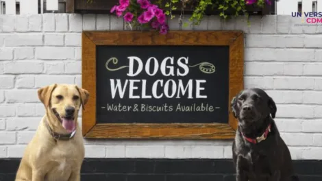 Propuesta para hacer 'pet-friendly' todos los establecimientos comerciales de la CDMX
