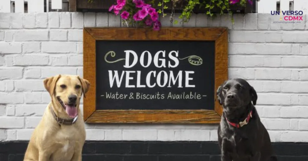 Propuesta para hacer 'pet-friendly' todos los establecimientos comerciales de la CDMX 1 Propuesta para hacer 'pet-friendly' todos los establecimientos comerciales de la CDMX