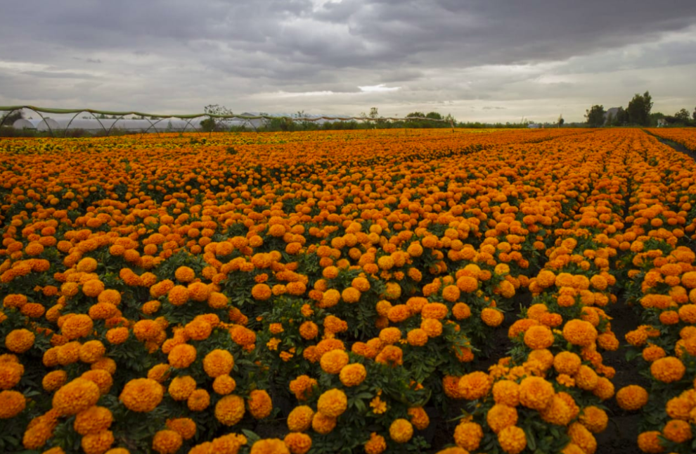 Tour en Kayak por los Campos de Cempasúchil en Xochimilco 7 Captura de Pantalla 2023 10 10 a las 16.52.33