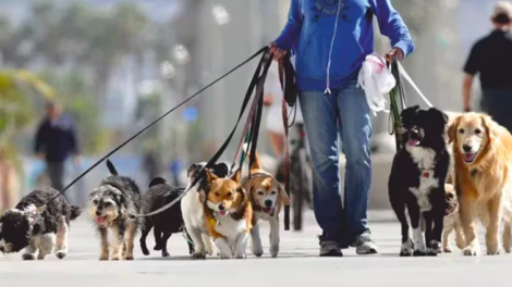 Nuevo Padrón de Paseadores de Perros en la CDMX