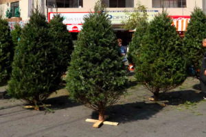 ¡Recicla tu árbol de Navidad en CDMX!