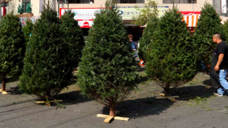 ¡Recicla tu árbol de Navidad en CDMX!