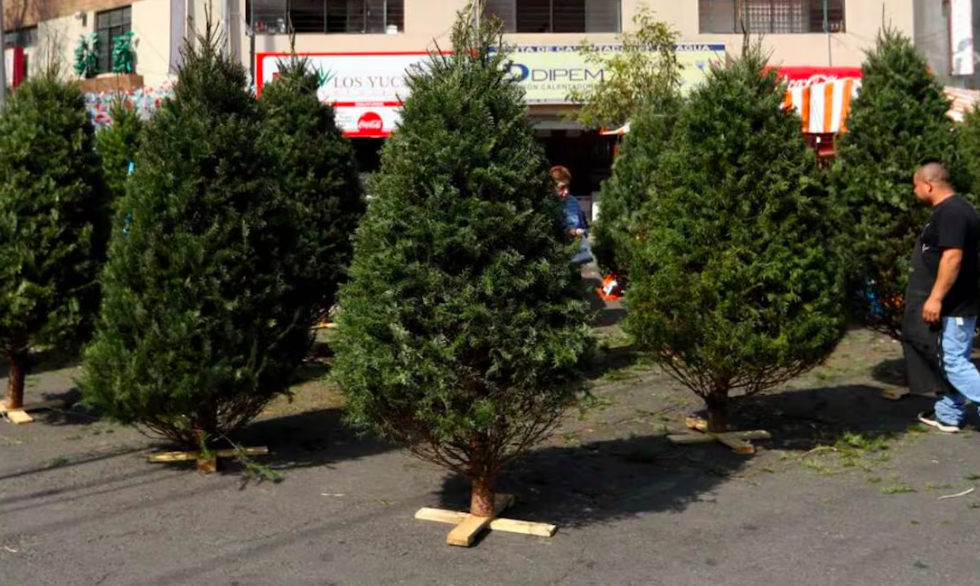 ¡Recicla tu árbol de Navidad en CDMX!; así puedes participar y poder llevarte a cambio una planta ornamental 1 ¡Recicla tu árbol de Navidad en CDMX!