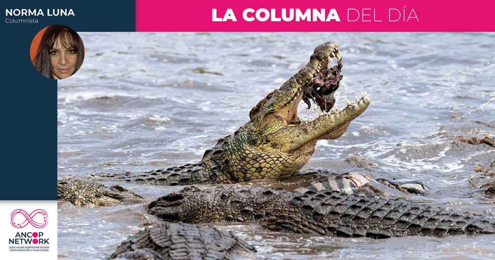 Cocodrilos: ¿Los huéspedes incómodos de Tampico? 1 Columna Norma Luna 10
