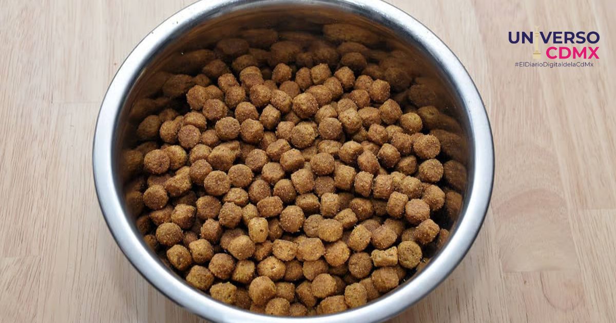 Croqueton Patita Amiga musica cine y solidaridad por los animales en CDMX