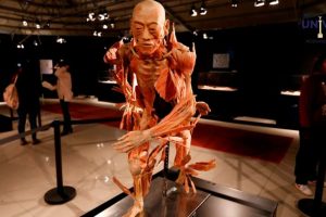 Our Body: Un viaje fascinante al interior del cuerpo humano