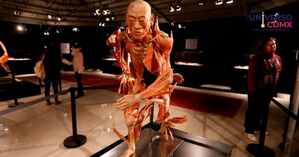 Our Body: Un viaje fascinante al interior del cuerpo humano 7 Our Body: Un viaje fascinante al interior del cuerpo humano
