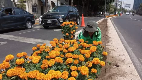 Flores de cempasuchil en avenidas de la CDMX