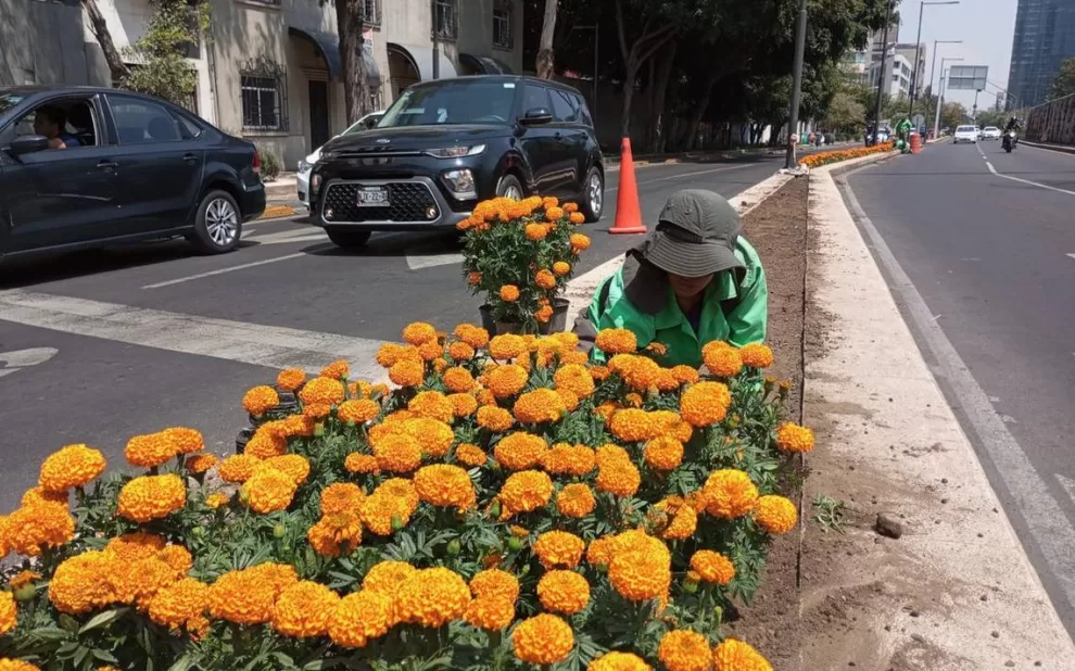 La CDMX se engalana para el Día de Muertos con 219 mil cempasúchiles en sus avenidas 1 Flores de cempasuchil en avenidas de la CDMX