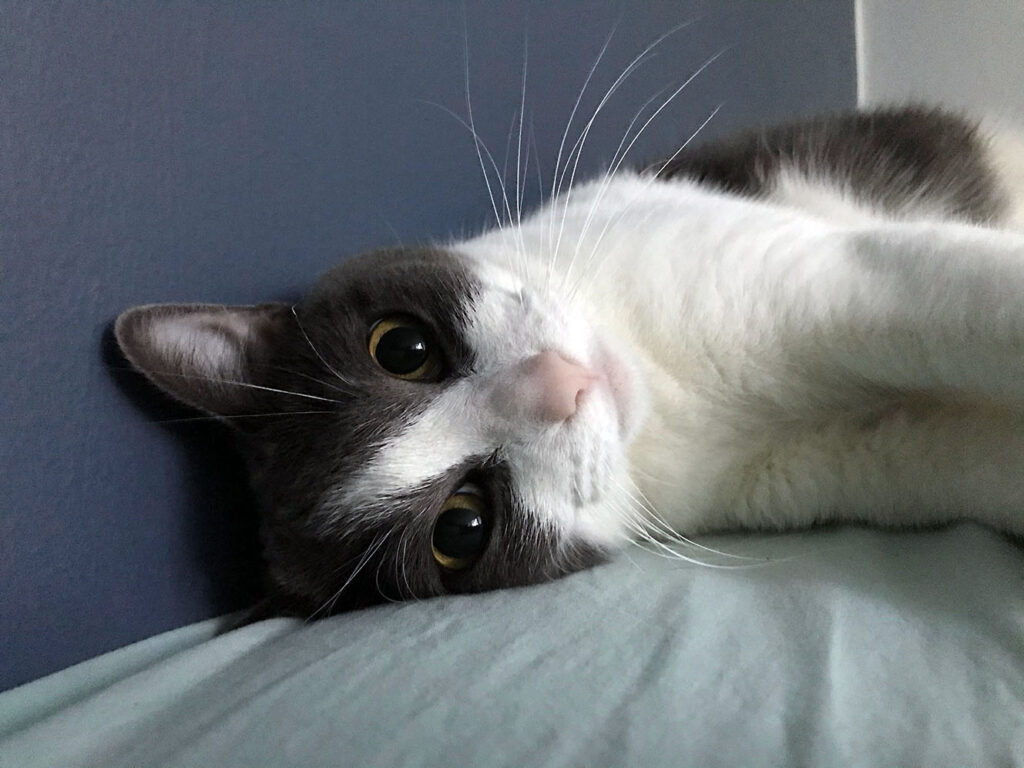 GATO UNAM 1024x768 1