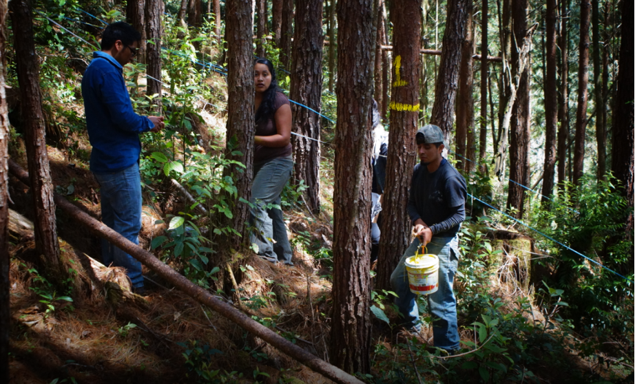 Universitarios participan en la recuperación del Bosque de la Mixteca Alta de Oaxaca 1 Imagen 2 3