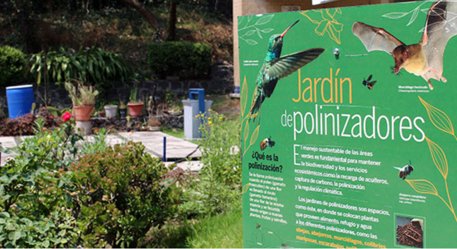 Instala la UNAM Jardines para que polinizadores obtengan alimento 1 Imagen 4