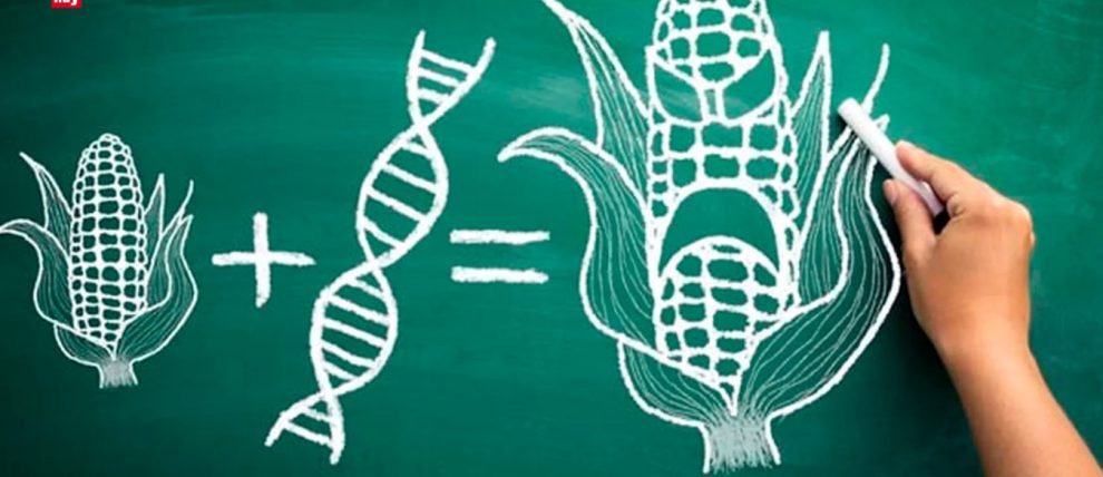 Se pronuncian por mantener la prohibición contra los transgénicos en México 1 Imagen5