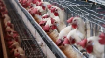 Alerta por gripe aviar: Primer caso mortal en México despierta preocupación