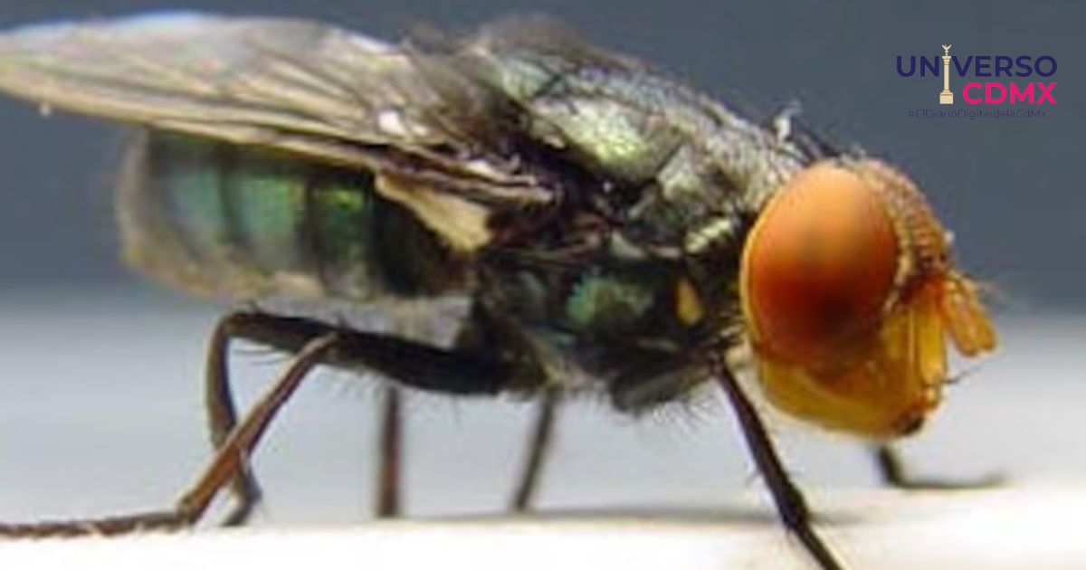 Moscas esteriles el fin del gusano barrenador