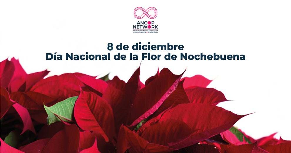 8 de diciembre: Día Nacional de la Noche Buena 1 Nota Flor de Nochebuena