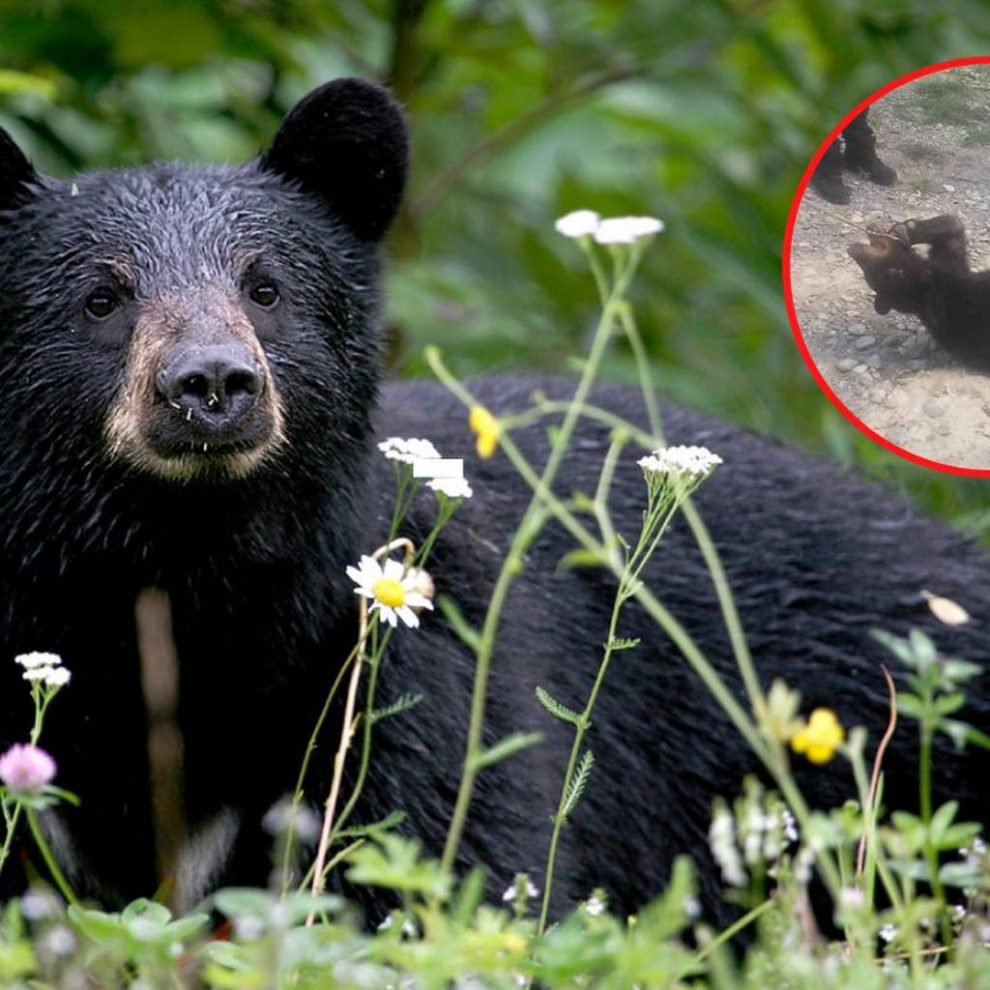 Pobladores de Sonora asesinan a oso que buscaba comida 1 OVLSVQB5AZEBRKNCIHWJ57MA2U