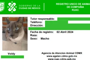 Mascotas en la CDMX: Obligatorio el registro único de animales de compañía