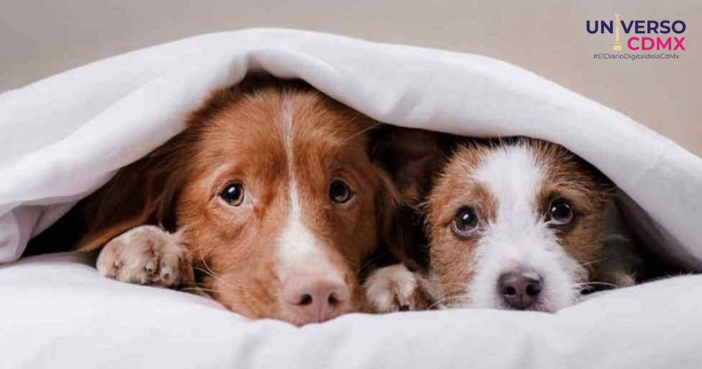 La pirotecnia y su impacto en perros y gatos: cómo protegerlos durante las fiestas de navidad y año nuevo