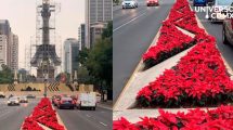 Miles de nochebuenas adornan la CDMX, la planta mexicana llena de color casi 39 kilómetros de avenidas