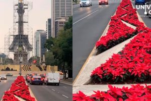 Miles de nochebuenas adornan la CDMX, la planta mexicana llena de color casi 39 kilómetros de avenidas
