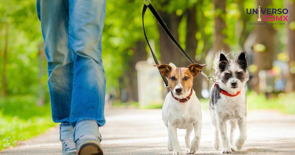 Proponen aumentar penas por robo de mascotas en la Ciudad de México