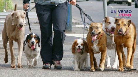 Paga tu multa mientras haces el bien: Pasea perritos del Metro