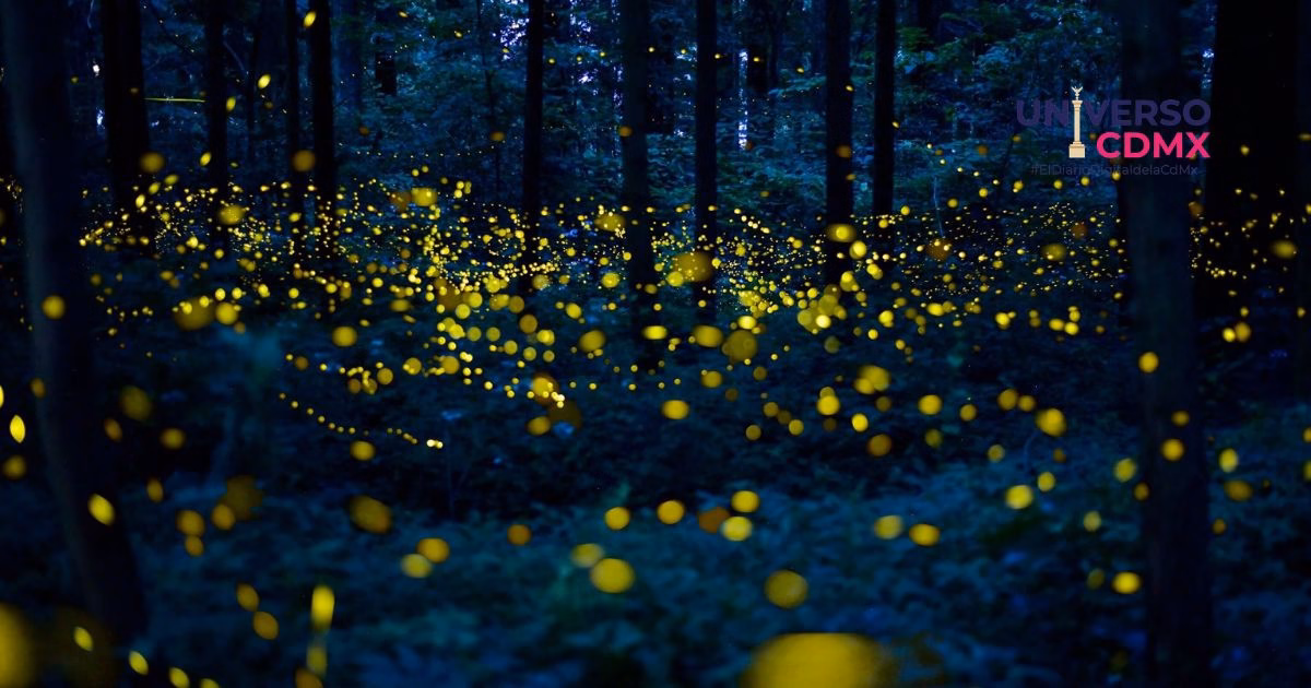¿Buscas plan cerca de CDMX? Este festival llenará los bosques de luces en 2026 7 UCDMX WEsB 71