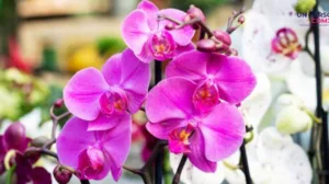 Orquídea. Fuente: iStock.