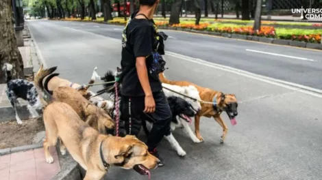 Reforma a la ley de protección de los animales en CDMX: nuevas medidas para el bienestar animal
