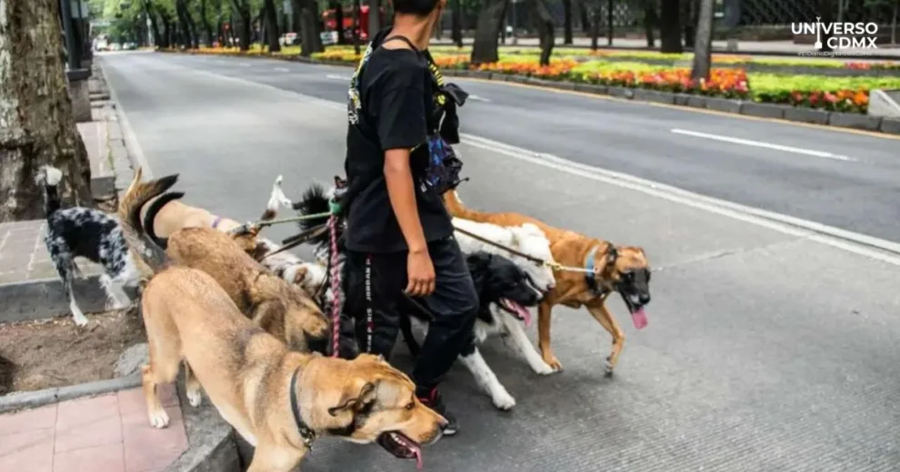 Reforma a la ley de protección de los animales en CDMX: nuevas medidas para el bienestar animal 1 Reforma a la ley de protección de los animales en CDMX: nuevas medidas para el bienestar animal