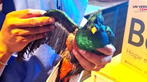 UCDMXWEB Rescatan quetzal guatemalteco en la CDMX