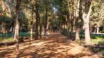 CDMX pierde temporalmente uno de sus pulmones verdes: Viveros de Coyoacán entra en crisis sanitaria 1 Viveros de Coyoacá